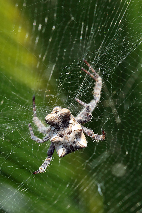 Cyrtophora citricola - Taggia (IM)